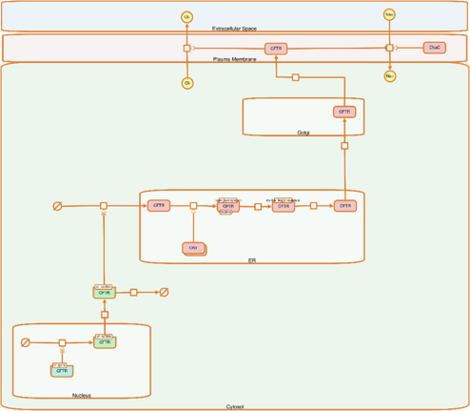 example of a CFTR lifecylce map in coarse resolution showing an overview of compartments